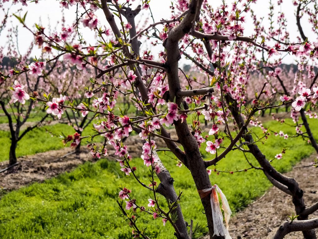 The Serenity Of The Cherry Blossom In Rural Portugal - Hortense Travel