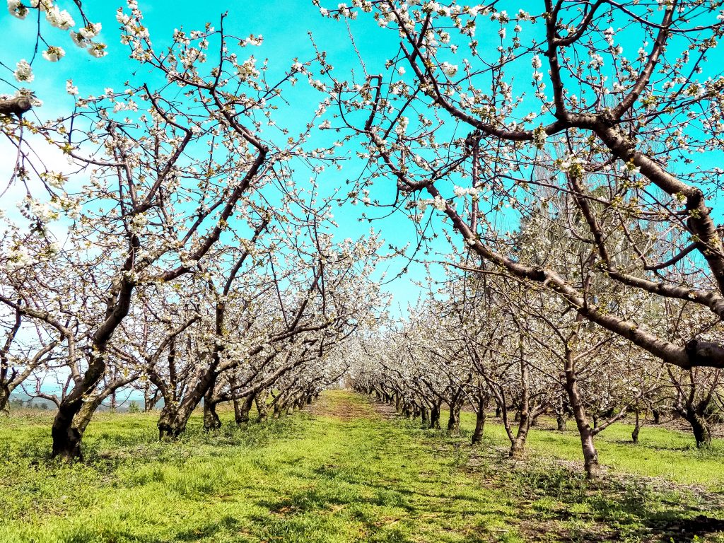 The Serenity Of The Cherry Blossom In Rural Portugal - Hortense Travel