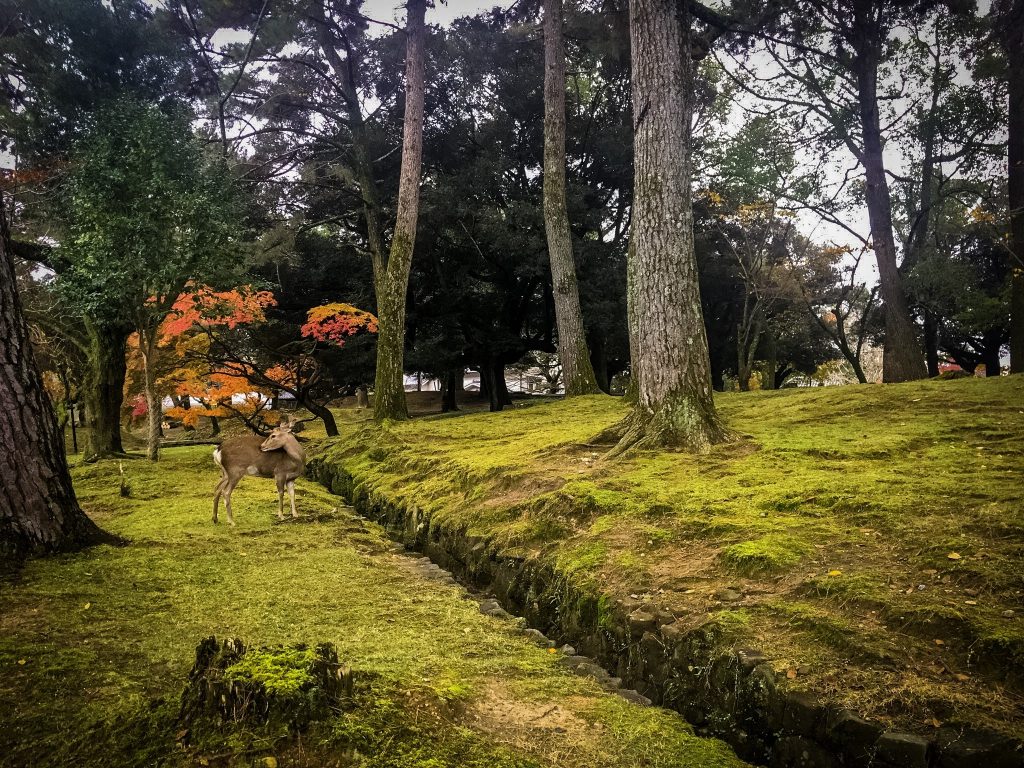 Nara-Park-Japan Deer