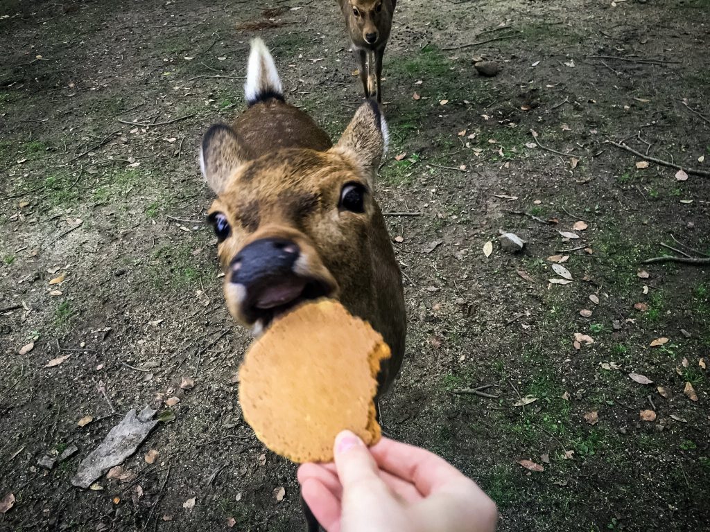 Deer-in-Nara-Park-Japan