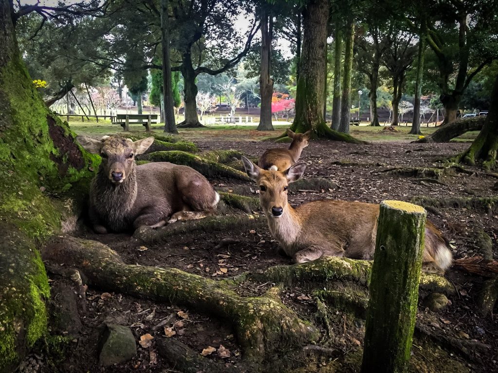 Deer-Resting-Nara-Park-Japan