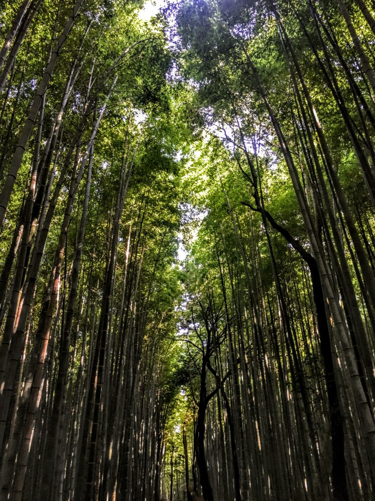 Arashyama Bamboo Forest