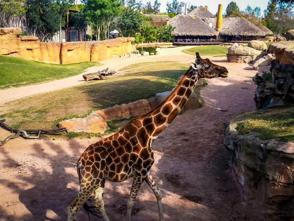 Meet the Animals at the Bioparc in Valencia