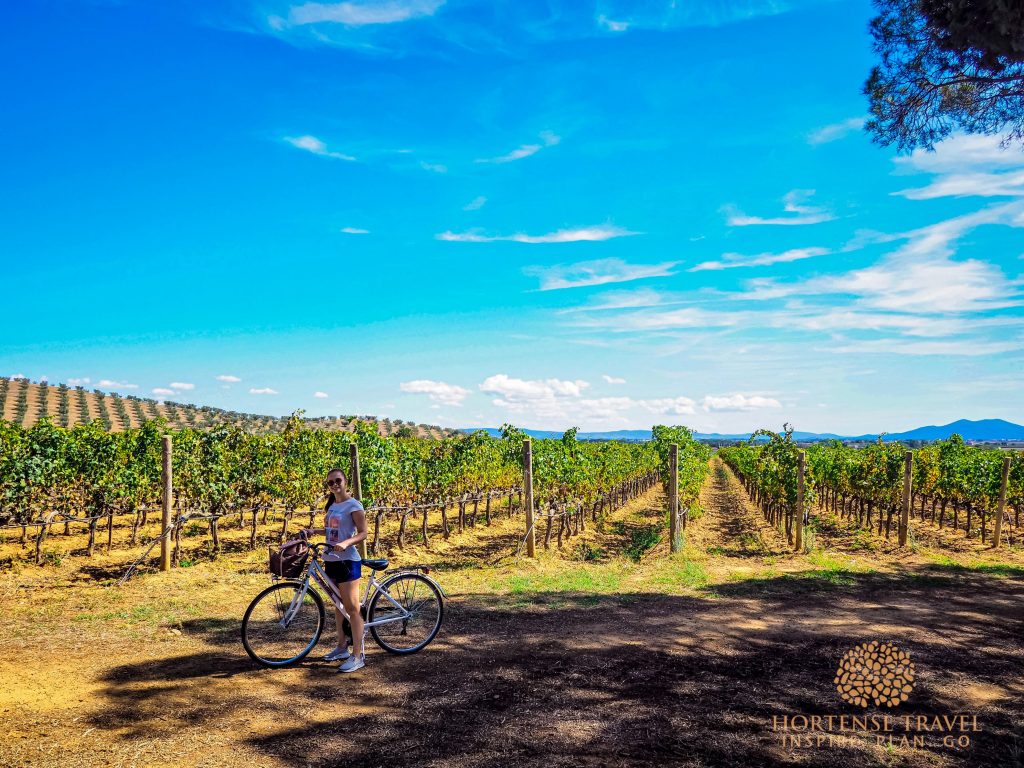 Bike among the vineyards